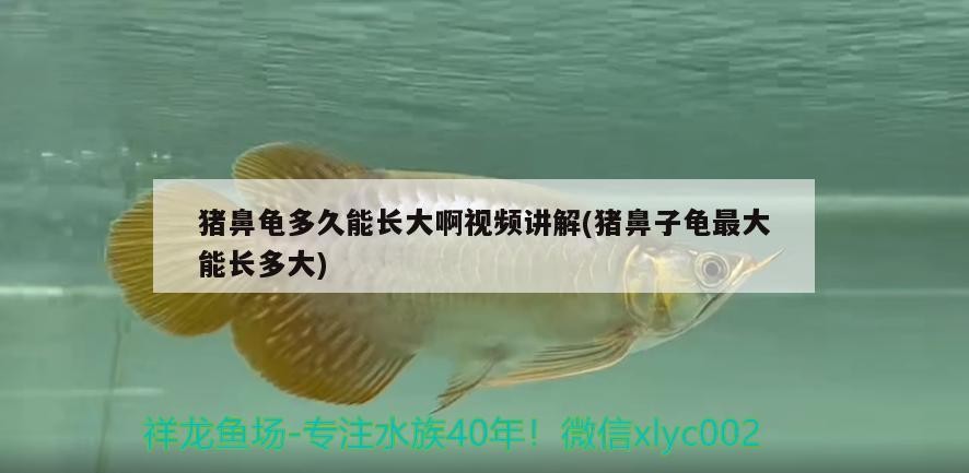 豬鼻龜多久能長大啊視頻講解(豬鼻子龜最大能長多大)