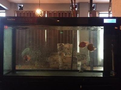 出售二手海鮮魚缸違法嗎怎么處理：出售二手海鮮魚缸是否違法