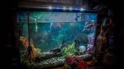 大型定做魚缸如何降溫：大型定做魚缸如何降溫？