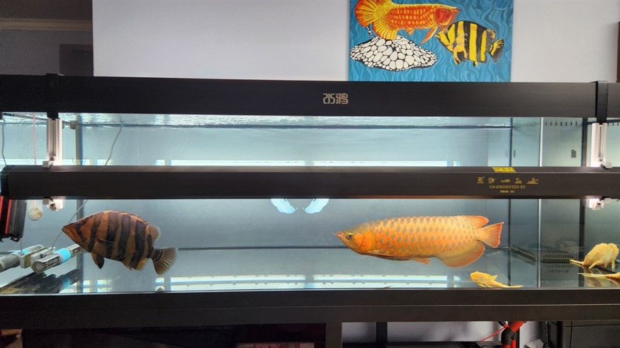 第三十九個月，母魚更加灰了，公魚點更大，大黃沒有伙伴打架了好像沒有那么明了，薩伊藍(lán)也被啃涂了。 第三十九個月，母魚更加灰了，公魚點更大，大黃沒有伙伴打架了好像沒有那么明了，薩伊藍(lán)也被啃涂了。 龍魚論壇 第1張