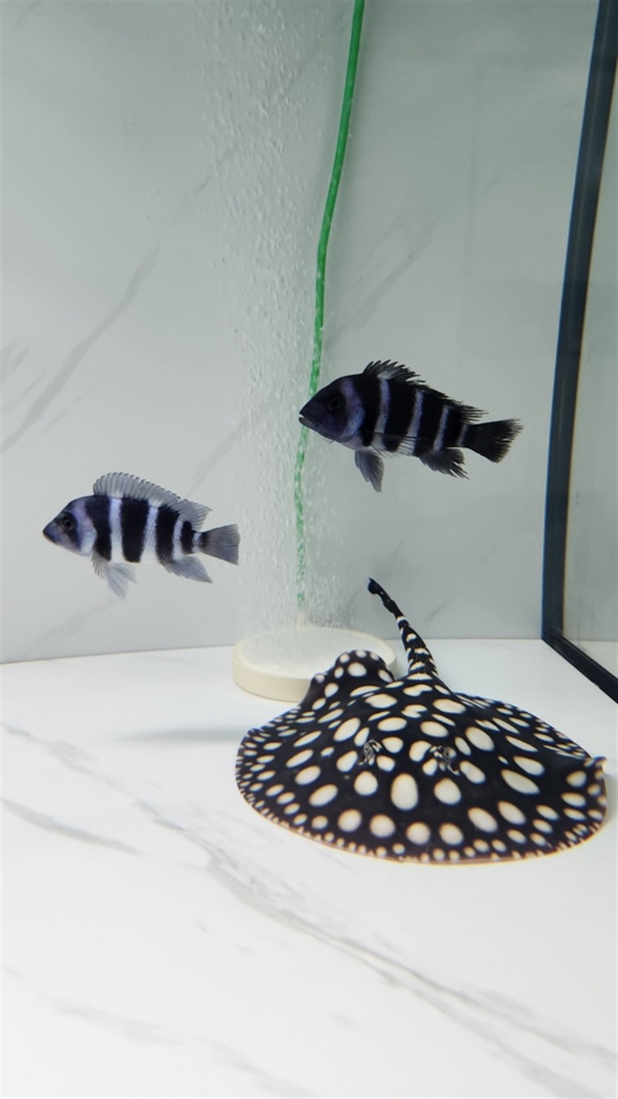 第三十九個月，母魚更加灰了，公魚點更大，大黃沒有伙伴打架了好像沒有那么明了，薩伊藍(lán)也被啃涂了。 第三十九個月，母魚更加灰了，公魚點更大，大黃沒有伙伴打架了好像沒有那么明了，薩伊藍(lán)也被啃涂了。 龍魚論壇 第4張