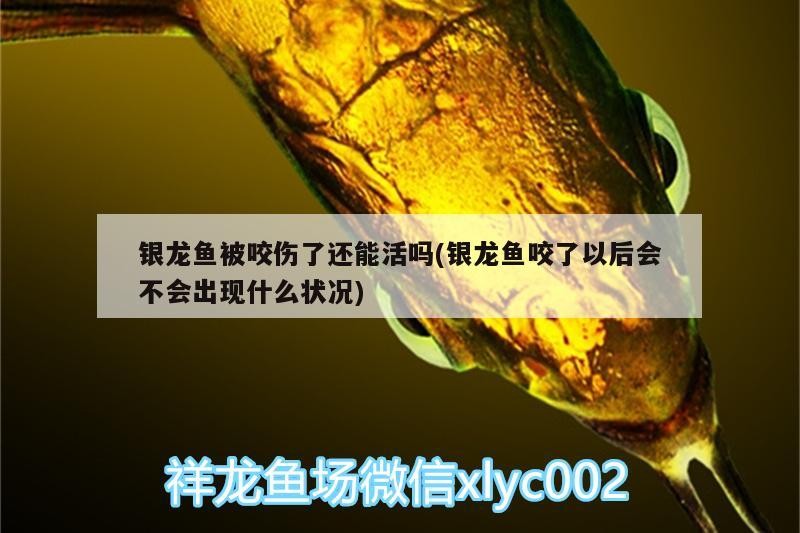 銀龍魚被咬傷了還能活嗎(銀龍魚咬了以后會不會出現什么狀況)