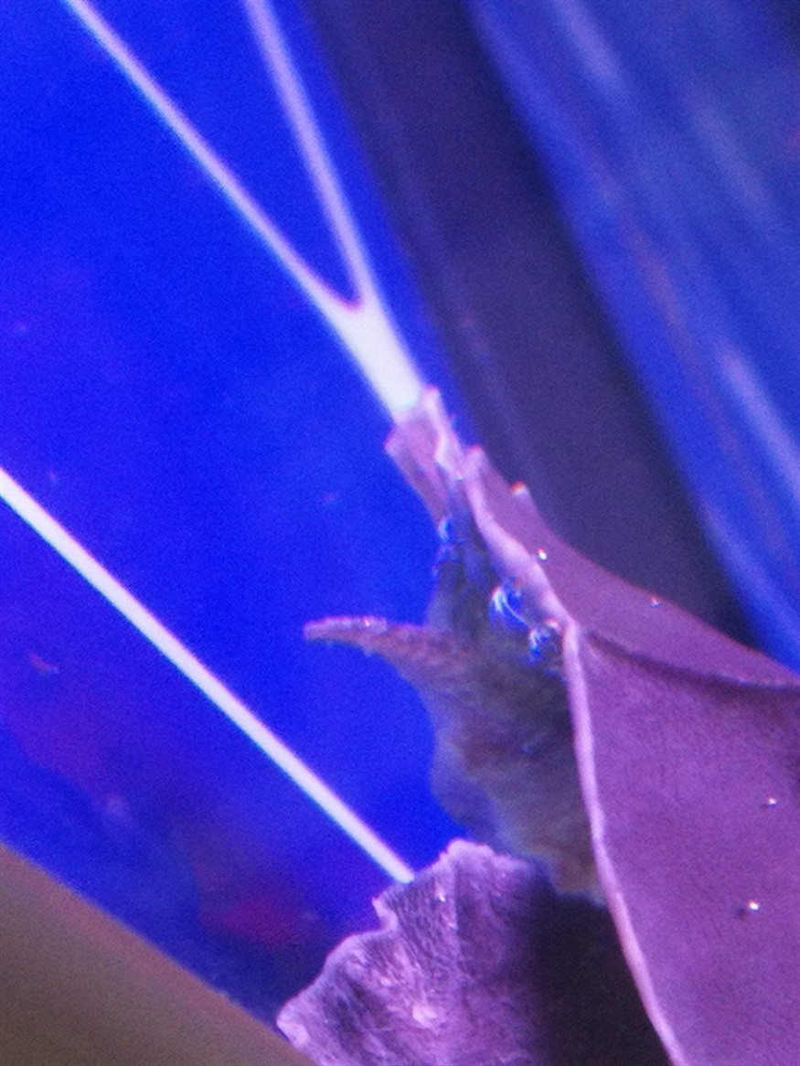 鸚鵡魚咬豬鼻龜
