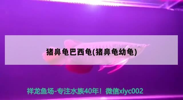 豬鼻龜巴西龜(豬鼻龜幼龜)