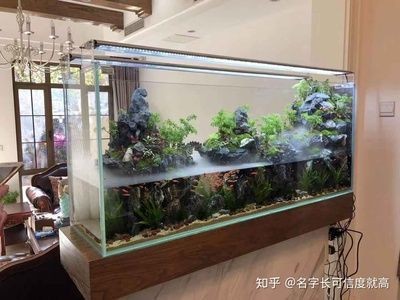 龍魚和虎魚混養視頻播放（龍魚和虎魚混養視頻播放大全）