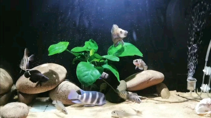 湖湖湖