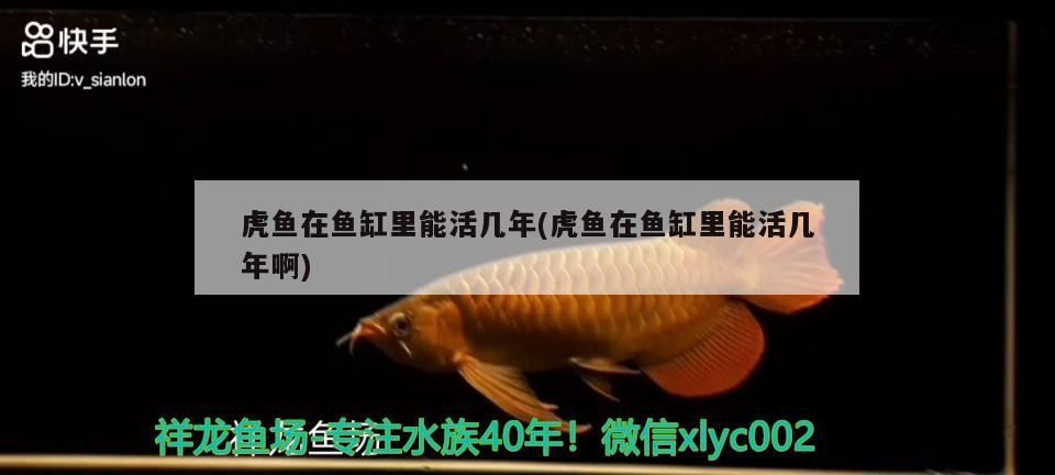 虎魚在魚缸里能活幾年(虎魚在魚缸里能活幾年啊)