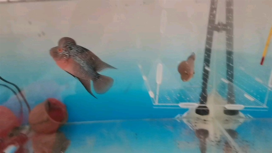 這倆應該是馬騮吧，不知道品相如何，亞成的喂食什么什么飼料呢，求大神指點。