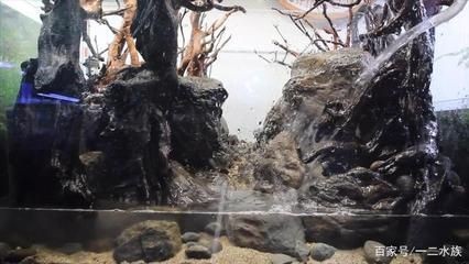 草缸變魚缸：如何將草缸變成魚缸