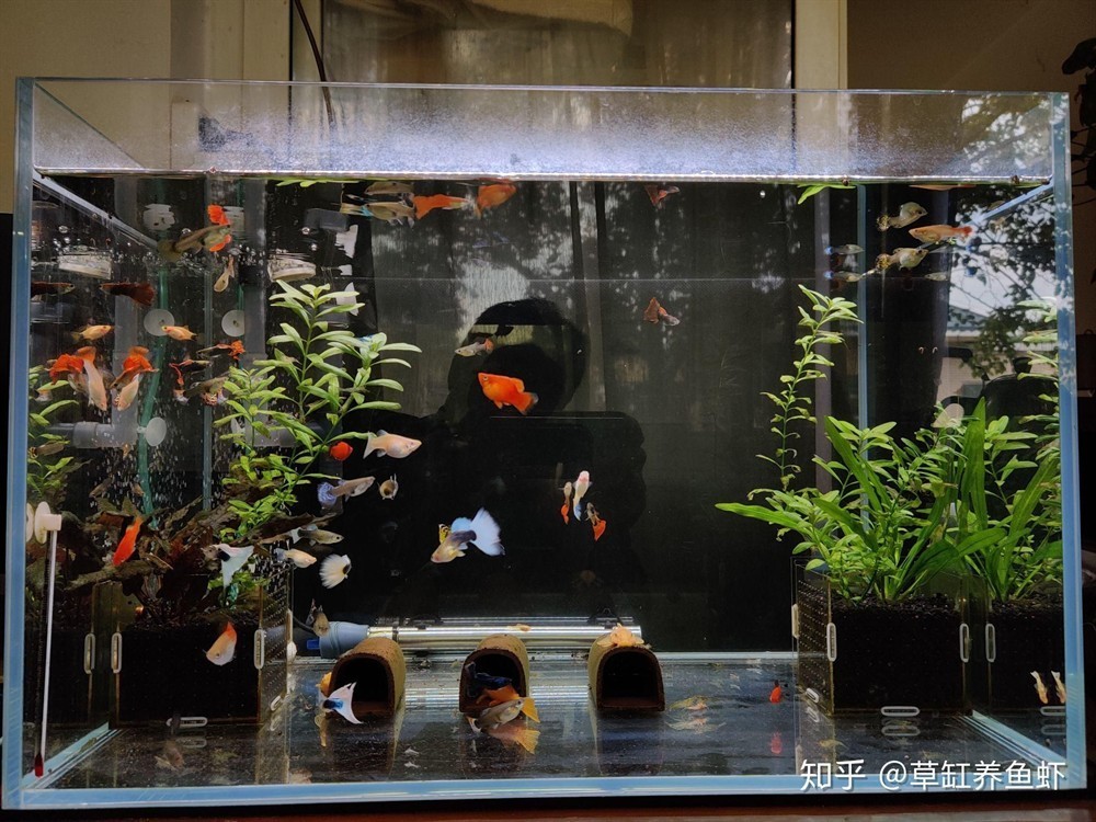 哪些食物適合龍魚恢復期食用？（龍魚恢復期喂食計劃表）