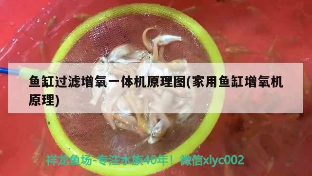 豬鼻龜混養問題 豬鼻龜混養問題 豬鼻龜百科 第1張