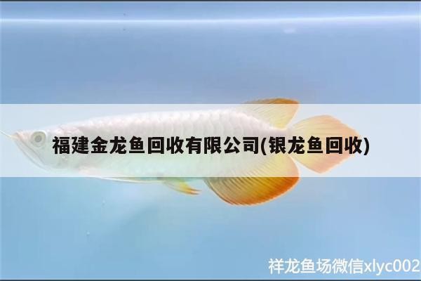 福建金龍魚回收有限公司(銀龍魚回收)