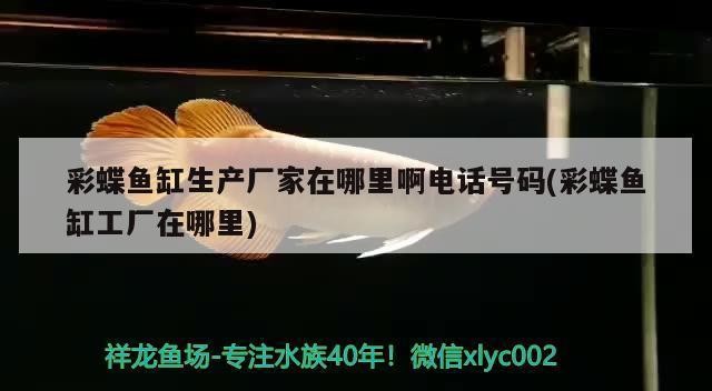 龍沙區花卉市場滸抱水族商店