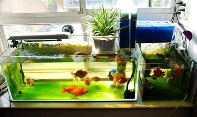 龍魚和虎魚怎樣搭配養魚好（龍魚和虎魚怎樣搭配養魚好呢）