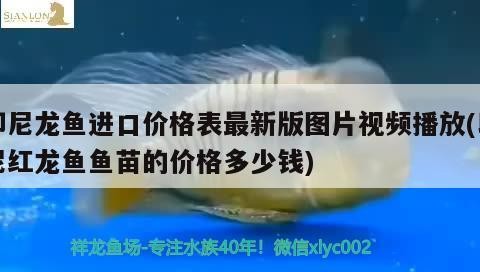 印尼龍魚(yú)進(jìn)口價(jià)格表最新版圖片視頻播放(印尼紅龍魚(yú)魚(yú)苗的價(jià)格多少錢(qián)) 印尼龍魚(yú)進(jìn)口價(jià)格表最新版圖片視頻播放(印尼紅龍魚(yú)魚(yú)苗的價(jià)格多少錢(qián)) 紅龍魚(yú)百科