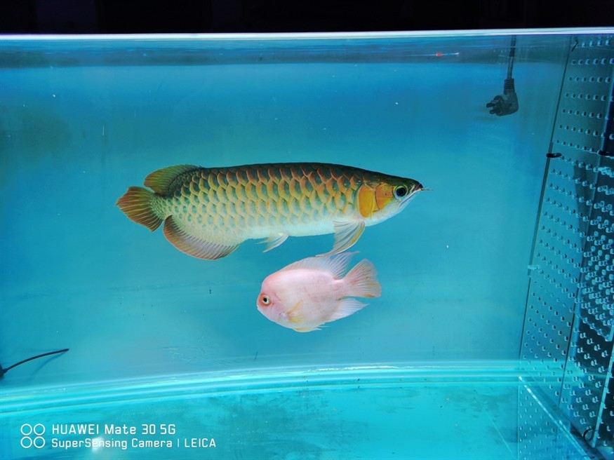 2021年龍魚品種排名榜，紫龍魚最受歡迎的龍魚品種排名榜，2021年龍魚品種排名榜