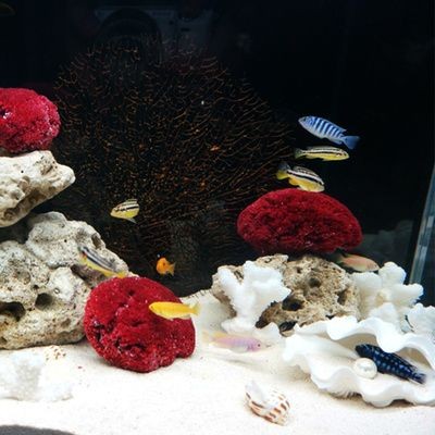 白珊瑚可以放魚缸里嗎：白珊瑚可以放入魚缸中嗎？ 白珊瑚可以放魚缸里嗎：白珊瑚可以放入魚缸中嗎？ 魚缸百科 第2張