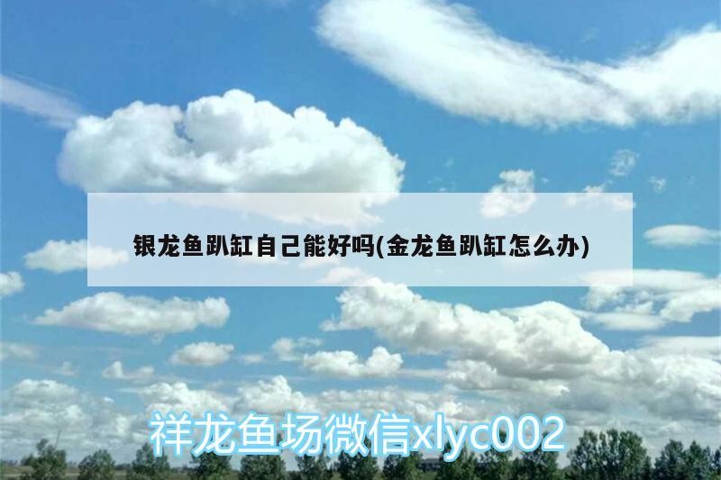 銀龍魚趴缸自己能好嗎(金龍魚趴缸怎么辦)