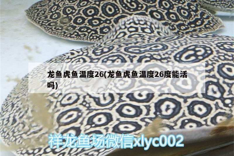 龍魚虎魚溫度26(龍魚虎魚溫度26度能活嗎)