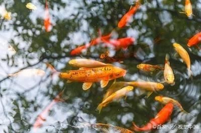 龍魚吃草金魚好不好養活