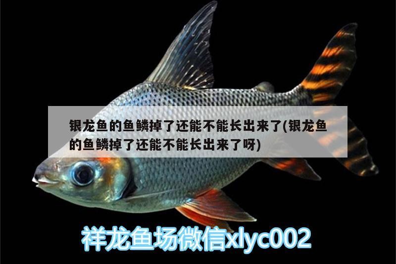 銀龍魚的魚鱗掉了還能不能長出來了(銀龍魚的魚鱗掉了還能不能長出來了呀)