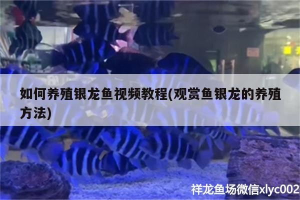 如何養殖銀龍魚視頻教程(觀賞魚銀龍的養殖方法)
