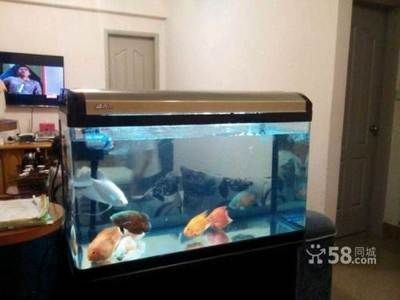 別人送的魚缸能要嗎？：別人送的魚缸是否能取決于個人的觀念和需求以及個人喜好等