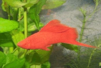 不常見的觀賞魚種類：不常見的觀賞魚種類及其特點(diǎn)