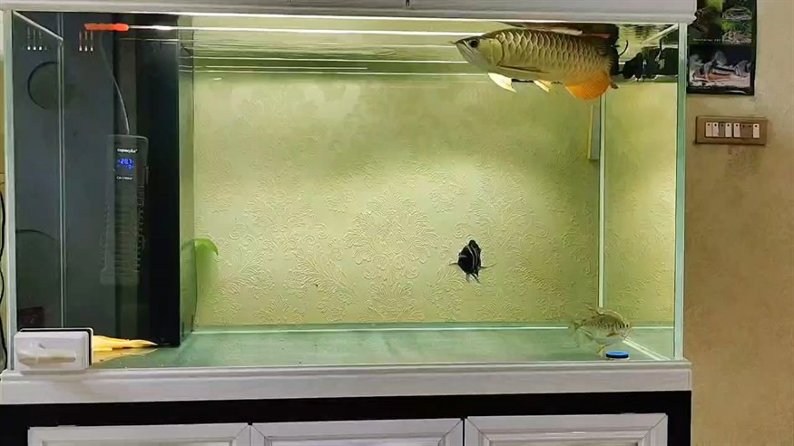 #空氣缸 #龍魚 #神調說唱