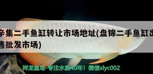 我的虎魚真菌感染了要怎么處理 辛集二手魚缸轉讓市場地址(盤錦二手魚缸出售批發(fā)市場) 豬鼻龜百科 辛集二手魚缸轉讓市場地址(盤錦二手魚缸出售批發(fā)市場) 辛集二手魚缸轉讓市場地址(盤錦二手魚缸出售批發(fā)市場) 豬鼻龜百科