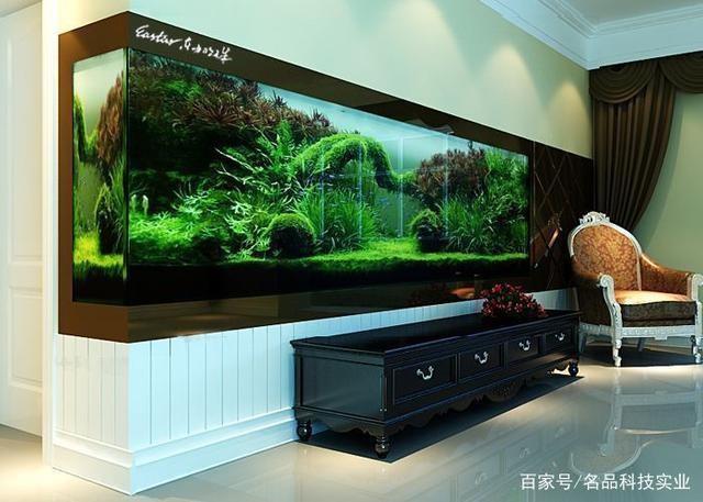 虎魚鉆石眼和珍珠眼哪個(gè)好養(yǎng)活一些(珍珠和貓眼石哪個(gè)好？)