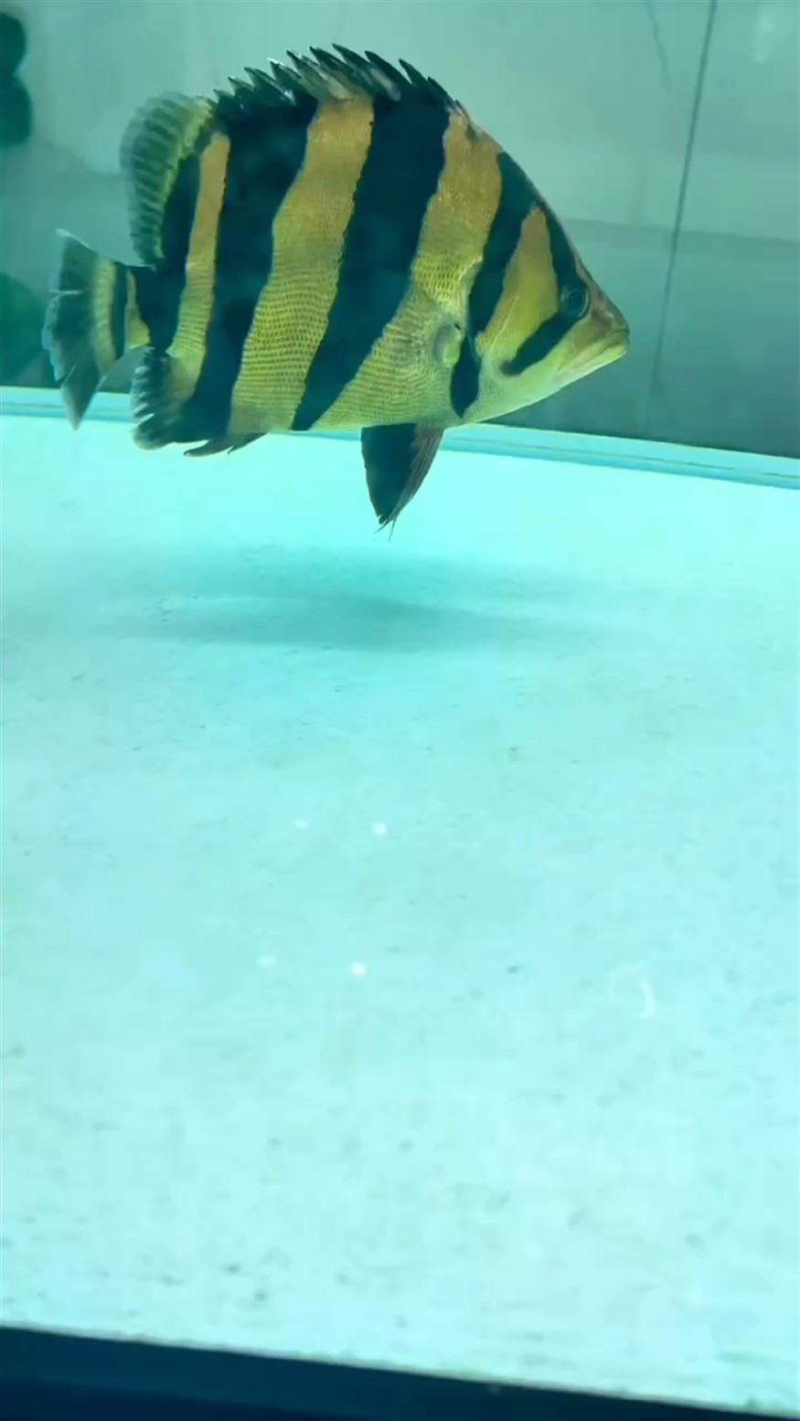極品泰虎