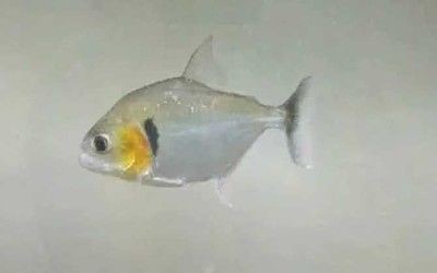 虎魚多久喂一次食物：虎魚多久喂一次食物， 虎魚多久喂一次食物：虎魚多久喂一次食物， 虎魚百科 第1張