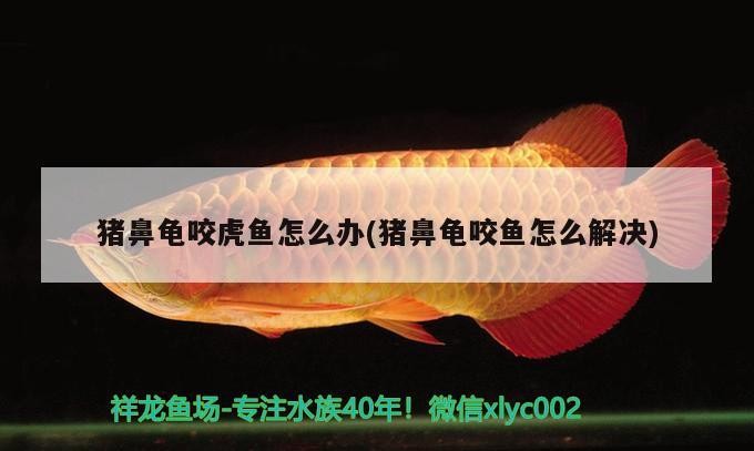 金魚缸水一天就渾濁是怎么回事？，金魚缸水一天就渾濁了怎么辦金魚缸水一天就渾濁了怎么辦