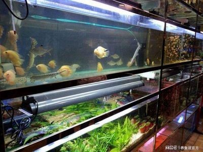 玻璃粘的魚缸漏水該咋樣處理：如何處理玻璃粘的魚缸漏水？