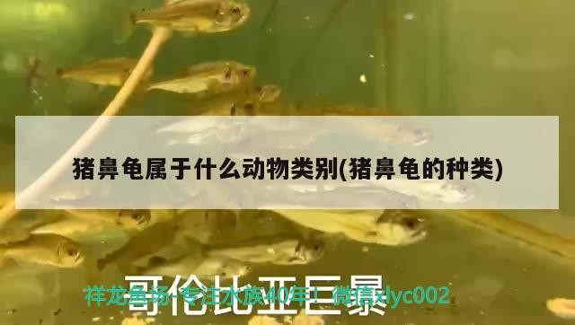 豬鼻龜屬于什么動物類別(豬鼻龜?shù)姆N類)