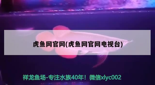 虎魚網(wǎng)官網(wǎng)(虎魚網(wǎng)官網(wǎng)電視臺)