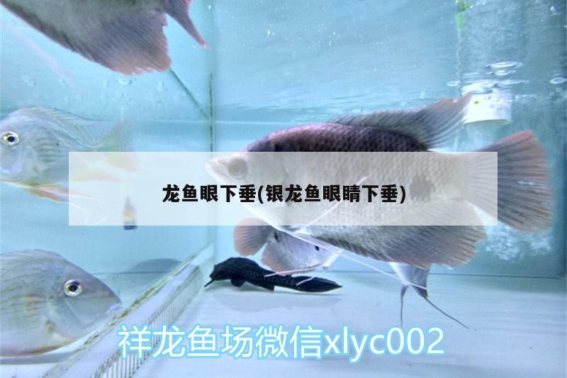 龍魚眼下垂(銀龍魚眼睛下垂)