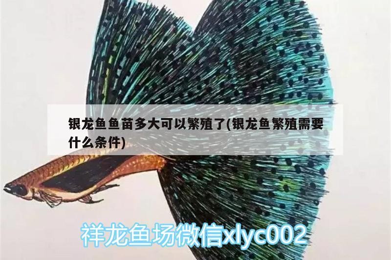 銀龍魚魚苗多大可以繁殖了(銀龍魚繁殖需要什么條件)