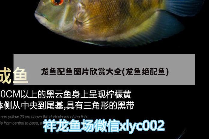 龍魚配魚圖片欣賞大全(龍魚絕配魚)