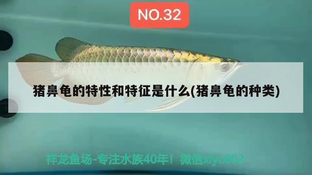 豬鼻龜?shù)奶匦院吞卣魇鞘裁?豬鼻龜?shù)姆N類)