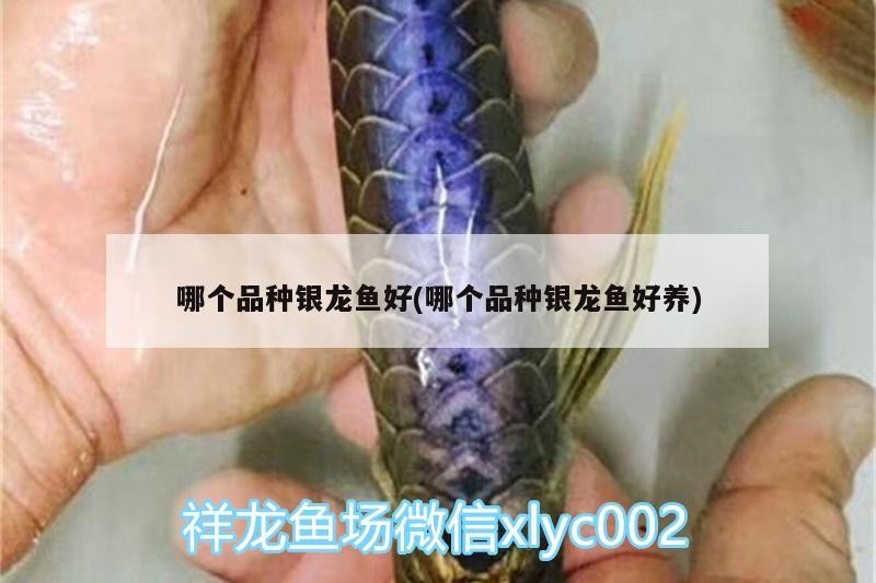 哪個(gè)品種銀龍魚(yú)好(哪個(gè)品種銀龍魚(yú)好養(yǎng))