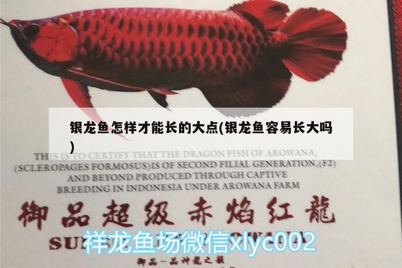 銀龍魚怎樣才能長的大點(銀龍魚容易長大嗎)