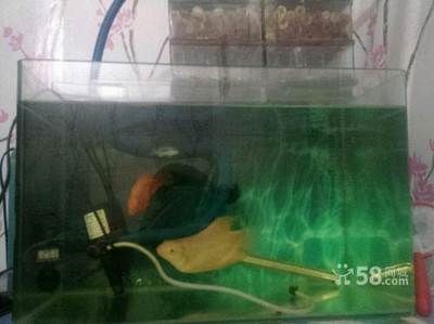 大港賣魚缸的地方：在天津大港地區(qū)出售魚缸的相關(guān)信息