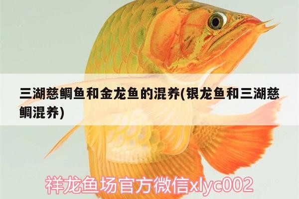 三湖慈鯛魚和金龍魚的混養(yǎng)(銀龍魚和三湖慈鯛混養(yǎng))