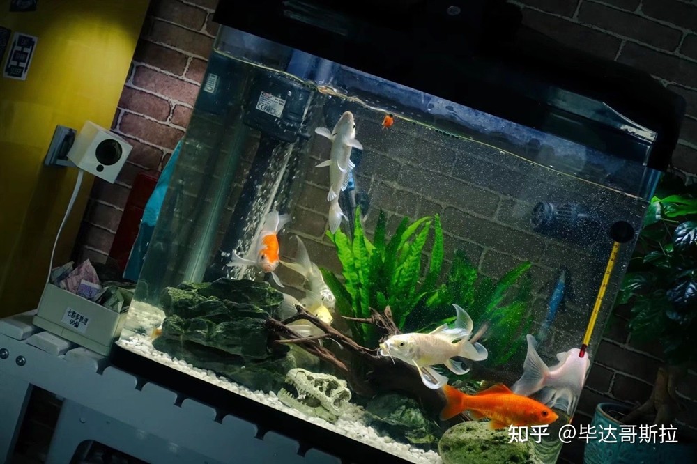 大魚(yú)缸養(yǎng)錦鯉魚(yú)缸造景好嗎：大魚(yú)缸養(yǎng)錦鯉的注意事項(xiàng)