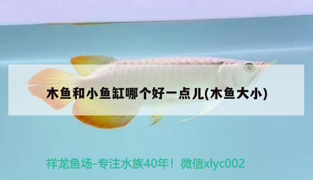 木魚和小魚缸哪個好一點兒(木魚大小)