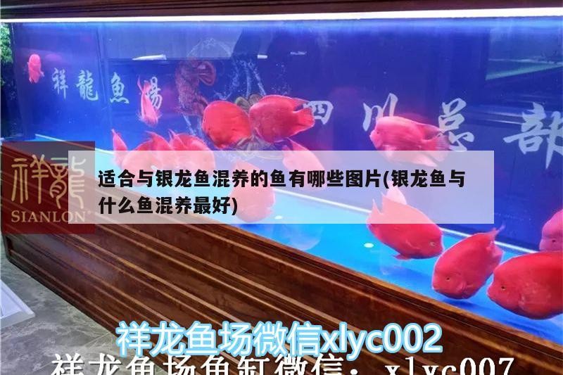 適合與銀龍魚混養(yǎng)的魚有哪些圖片(銀龍魚與什么魚混養(yǎng)最好)