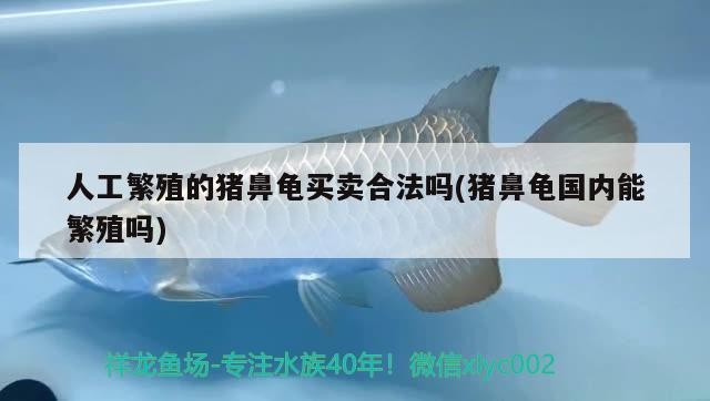 人工繁殖的豬鼻龜買賣合法嗎(豬鼻龜國內(nèi)能繁殖嗎)