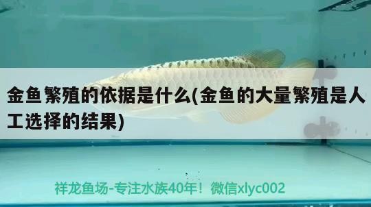 金魚繁殖的依據是什么(金魚的大量繁殖是人工選擇的結果)
